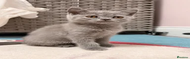 British Shorthair 3