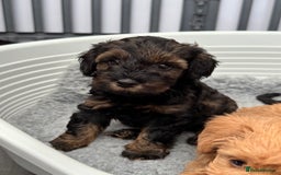 Schnoodle dogs for sale: F1 Puppy schnoodles - Image 8