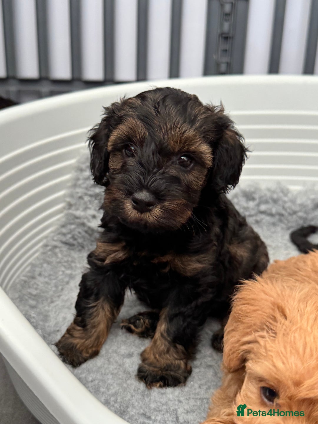 Schnoodle dogs for sale: F1 Puppy schnoodles - Image 8