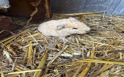 Guinea Pig rodents for sale: Baby guinea pigs - ready 21st December  - Image 2