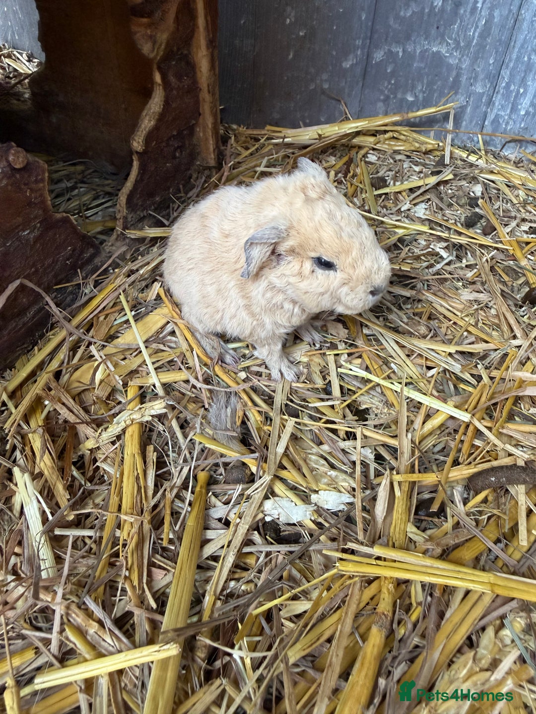 Guinea Pig rodents for sale: Baby guinea pigs - ready 21st December  - Image 2