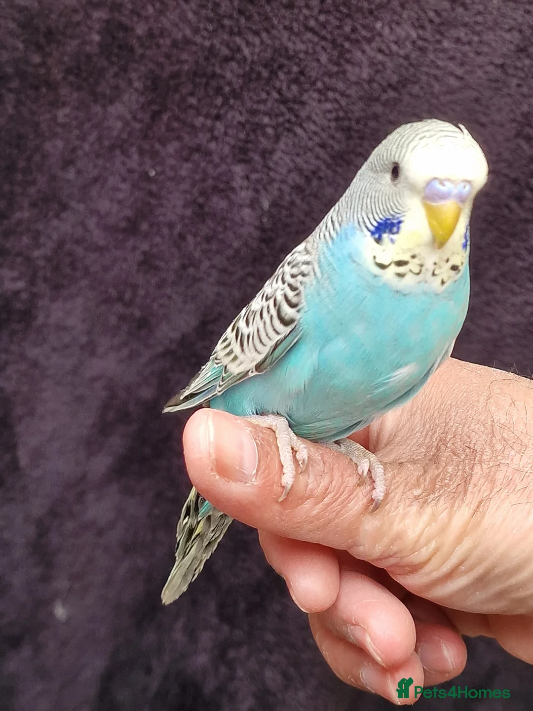 Budgerigars birds for sale: Super Silly hand tamed baby budgies for sale - Advert 2