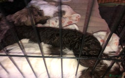 Cockapoo dogs for sale: Cockerpoo f1b puppies for sale  - Image 8