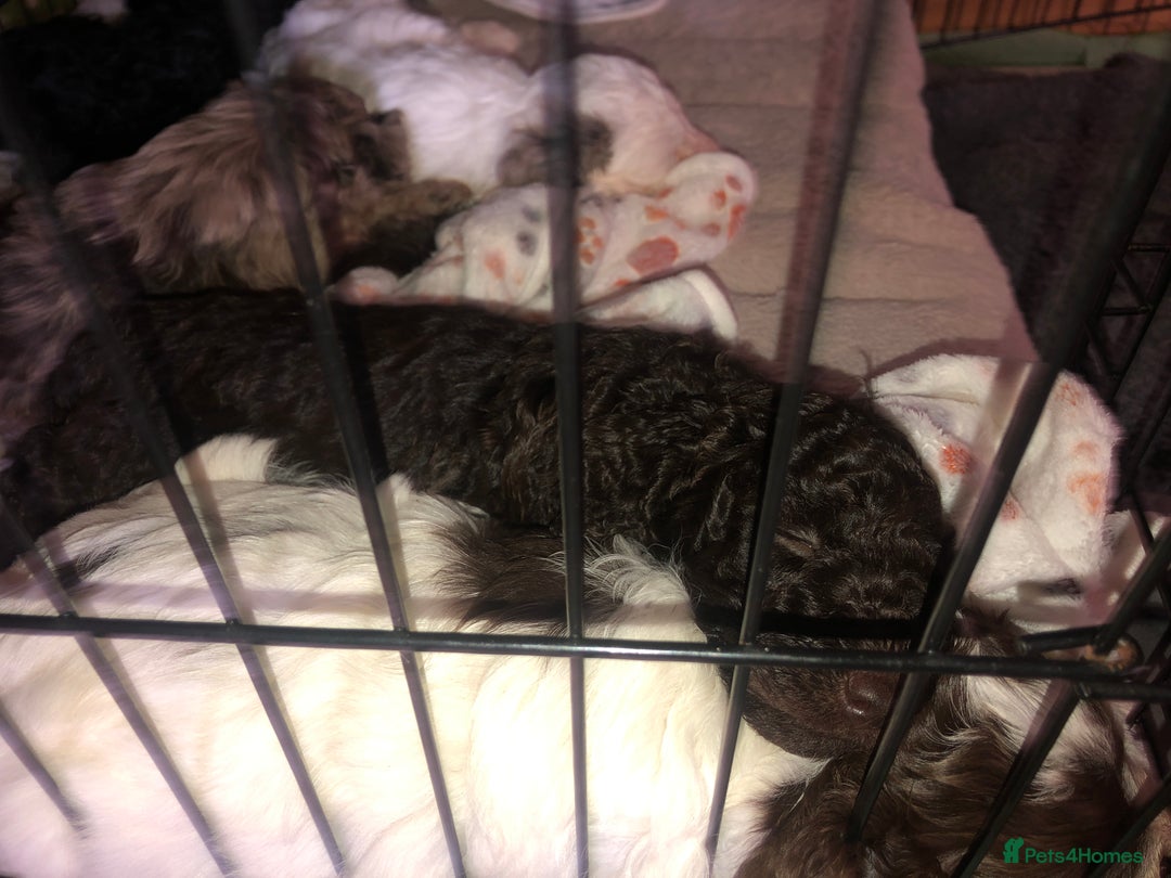 Cockapoo dogs for sale: Cockerpoo f1b puppies for sale  - Image 8