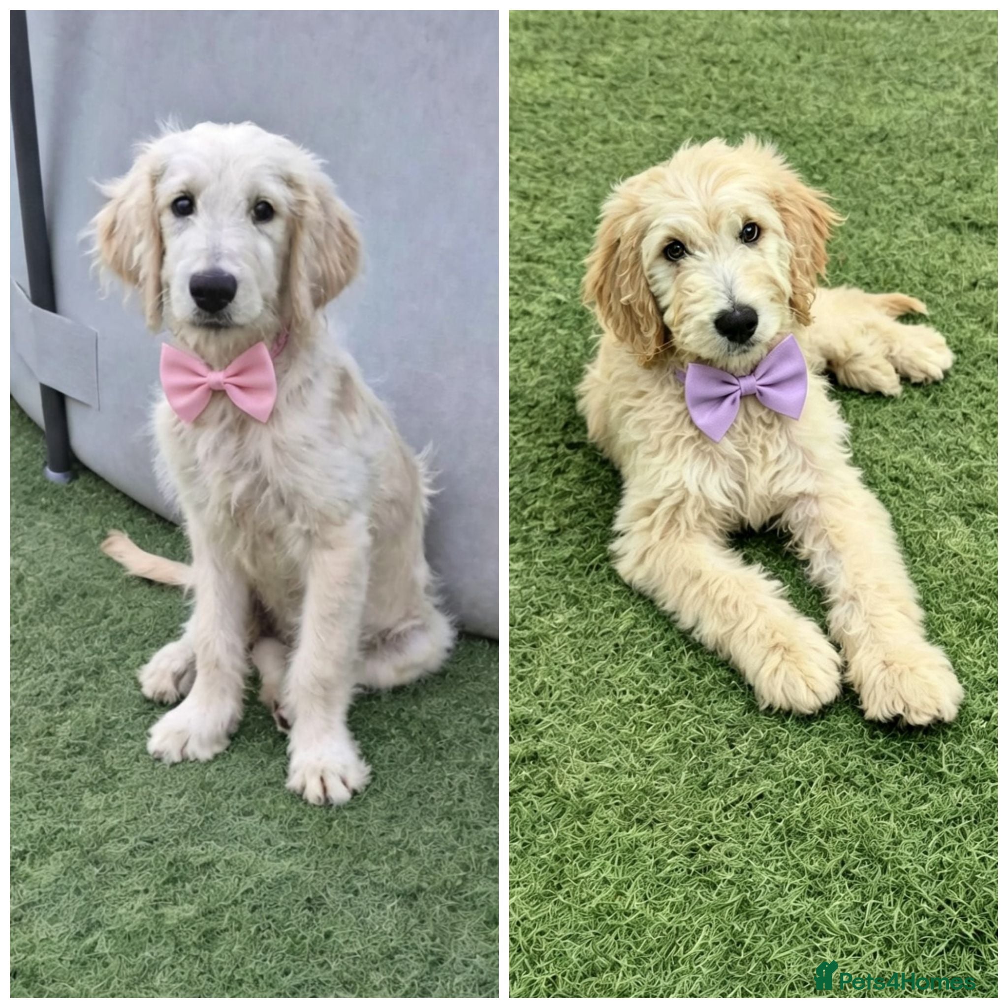 Goldendoodle dogs F1 standard goldendoodle  - Advert 18