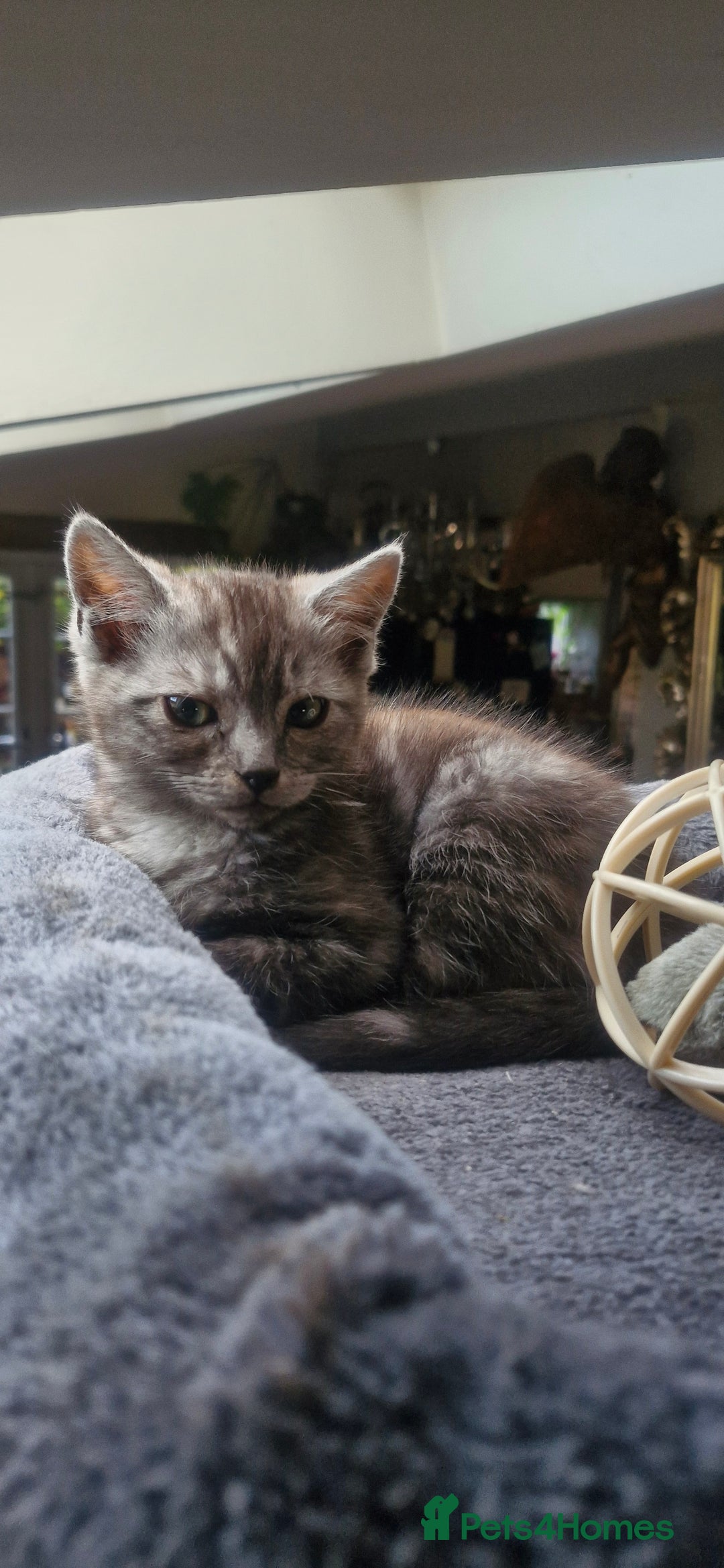 Ragdoll cats for sale: Stunning 3/4 Ragdoll kittens - Advert 9