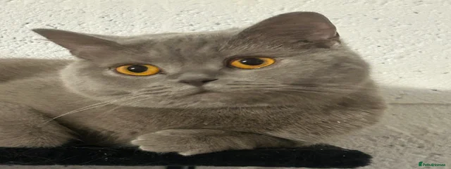 Bean