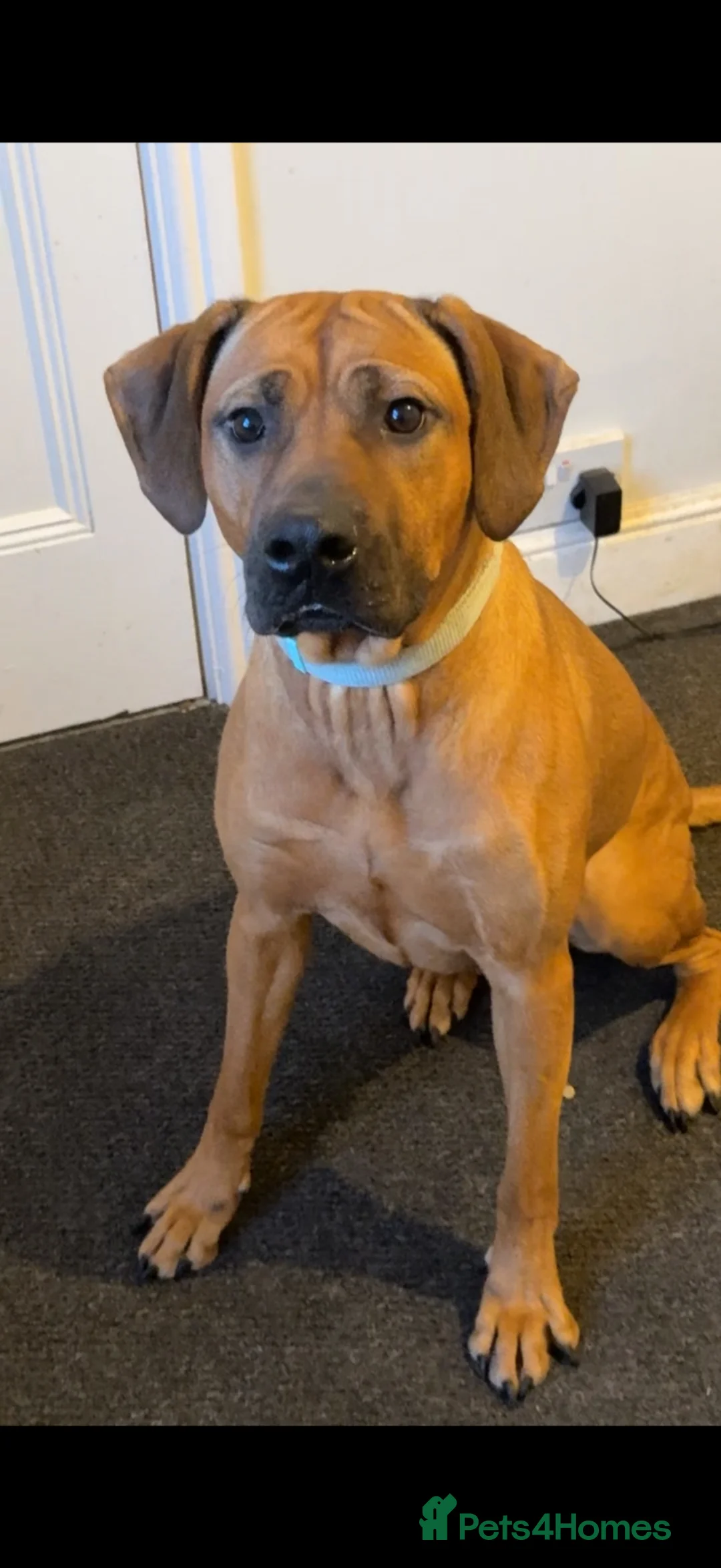 Rhodesian Ridgeback dogs for sale: Female ridgeback  in Gainsborough - Advert 2