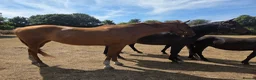 English Thoroughbred horses for sale: Stunning Chestnut mare 17hh - Advert 6
