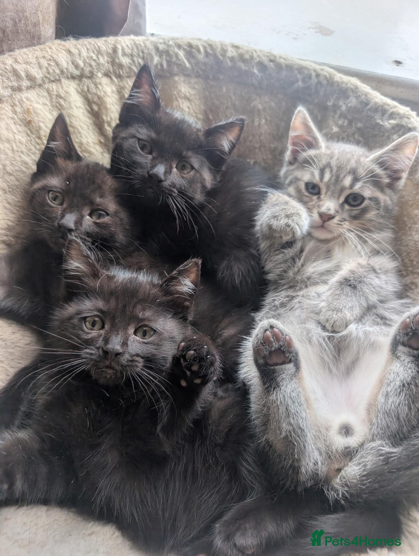 Ragcoon cats four gorgeous ragcoons ❤️ - Advert 1