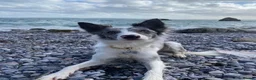 Border Collie dogs for sale: Border Collie Skye (READ DESCRIPTION) - Advert 1