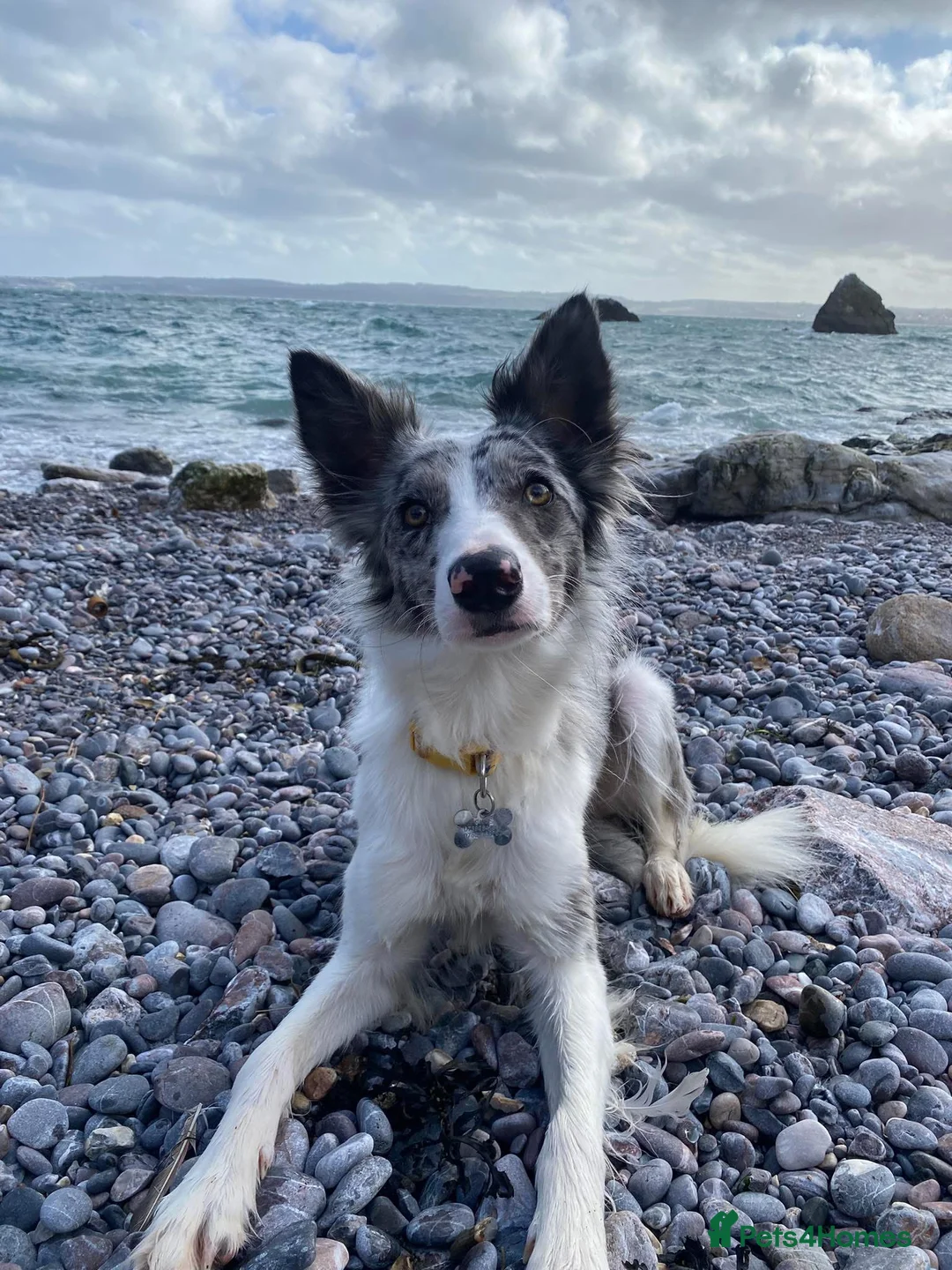 Border Collie dogs for sale: Border Collie Skye (READ DESCRIPTION) - Advert 1