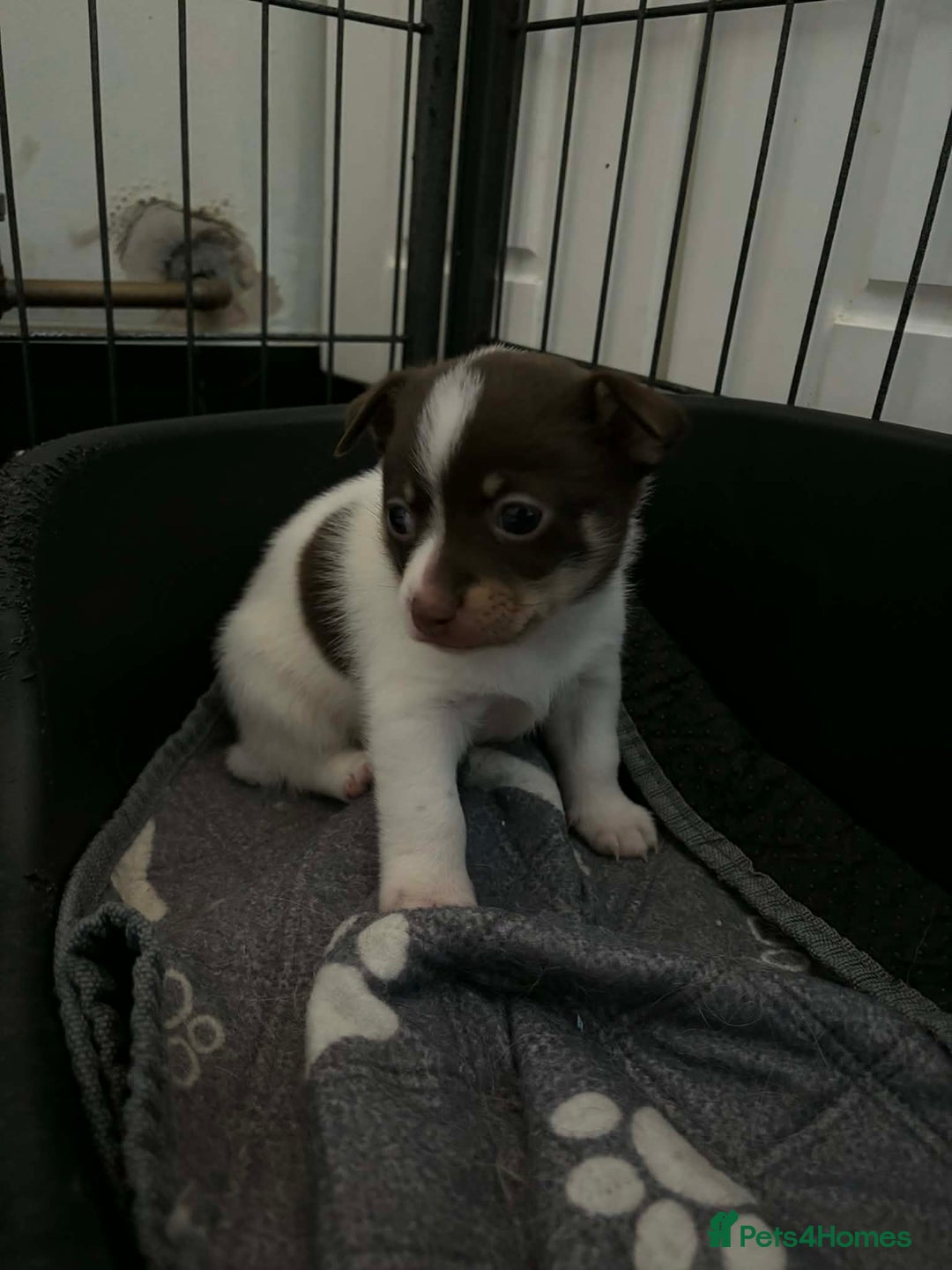 Pomchi dogs for sale: Male pomchi puppy  - Advert 7