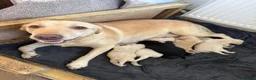 Labrador Retriever dogs for sale: Gorgeous chunky Labrador puppies  in Bungay - Advert 1