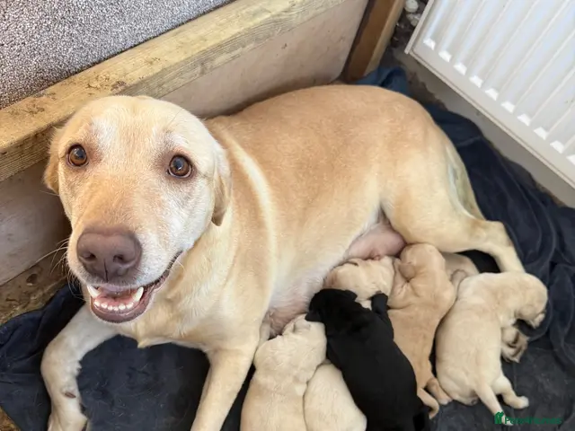 Labrador Retriever dogs Gorgeous chunky Labrador puppies - Advert 1
