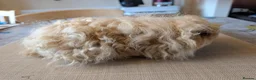 Guinea Pig rodents for sale: Gorgeous boys looking for 5* home - Advert 4