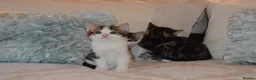 Mixed Breed cats for sale: 4 Beautiful Gentle Kittens for Sale - Advert 12