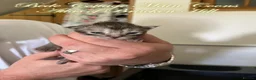Maine Coon cats for sale: 🐾 Exceptional TICA Registered Maine Coon Kittens in Skegness - Advert 11
