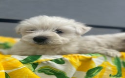 West Highland Terrier dogs for sale: West highland terrier puppies  - Image 5