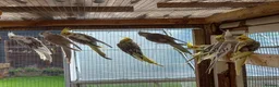Cockatiels birds for sale: Cockatiels for sale £80 each - Advert 2