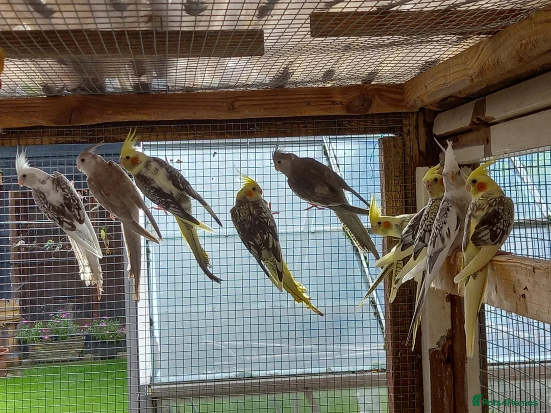 Cockatiels birds for sale: Cockatiels for sale £80 each - Advert 2
