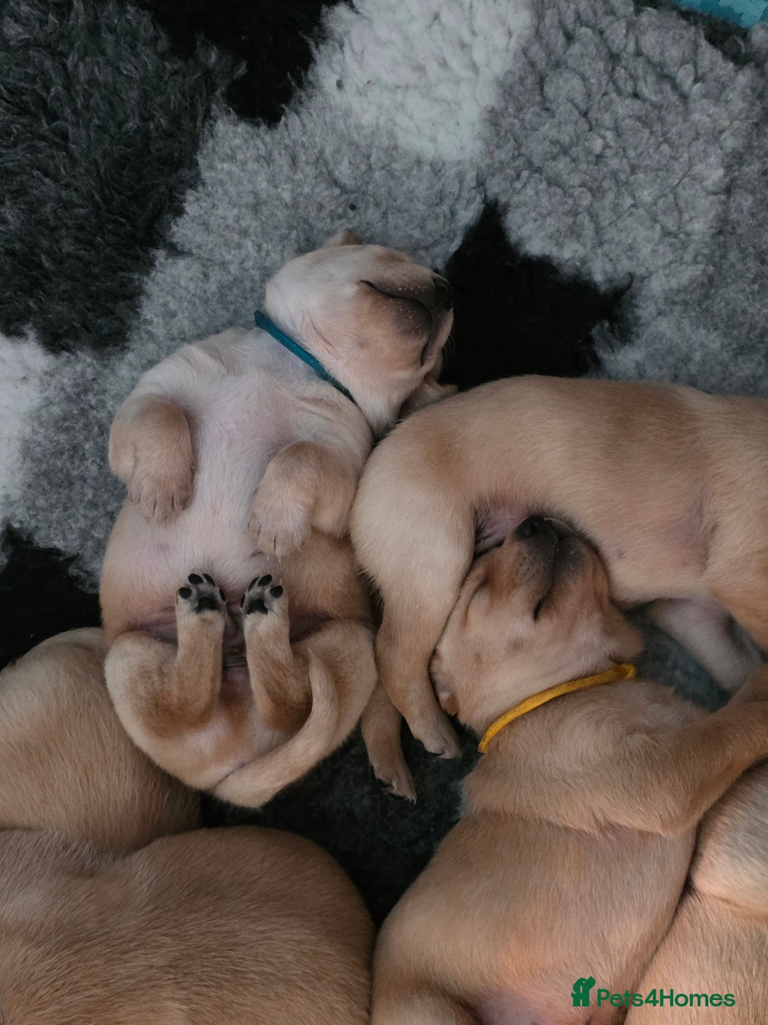 Labrador Retriever dogs for sale: Gorgeous Labrador puppies - Advert 10