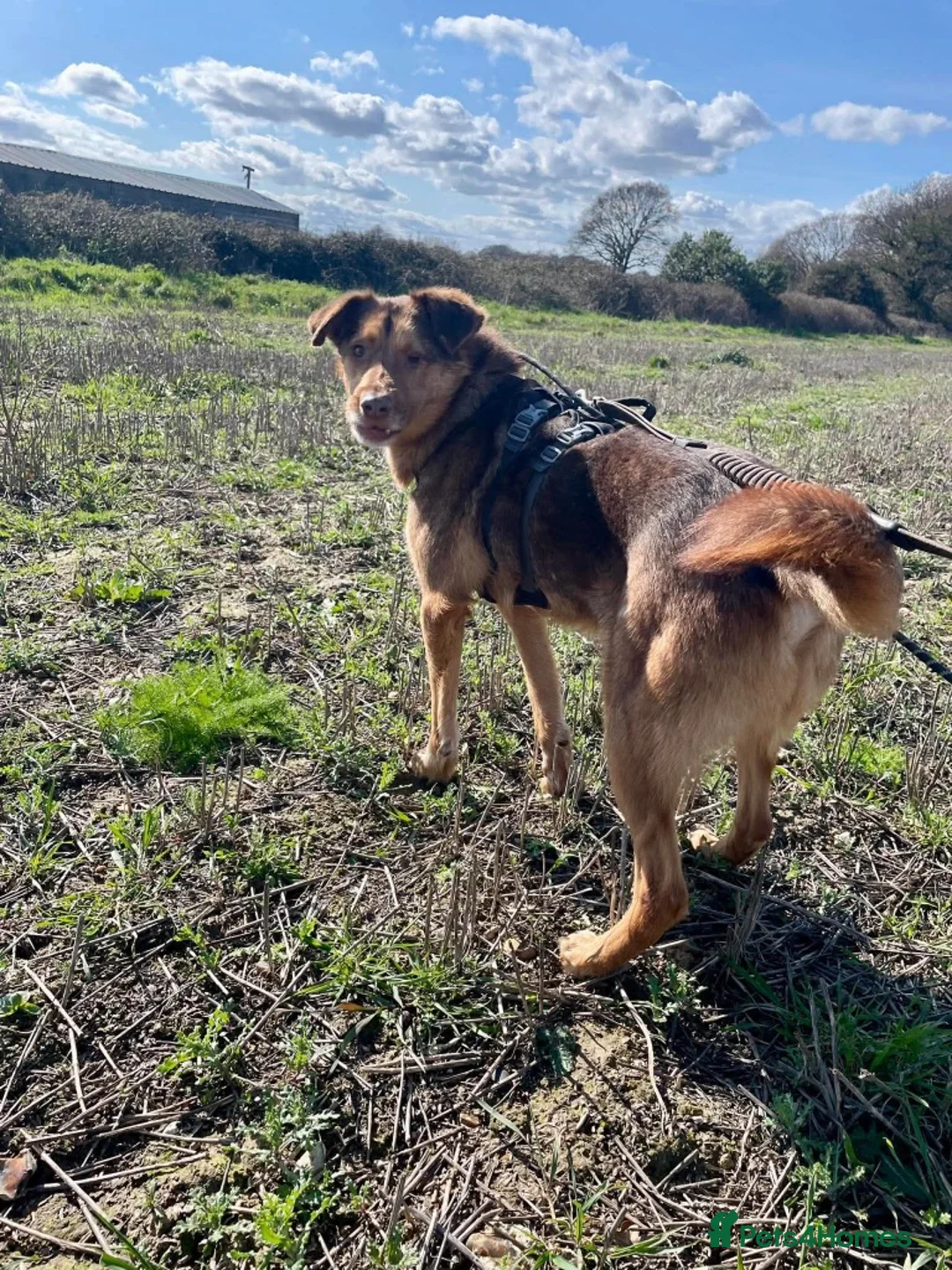 Mixed Breed dogs for adoption: Meet Tom, currently residing in Essex - Advert 1