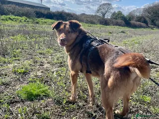 Mixed Breed dogs Meet Tom, currently residing in Essex - Advert 2