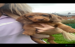 Miniature Dachshund dogs for sale: Long hair miniature female  - Image 15