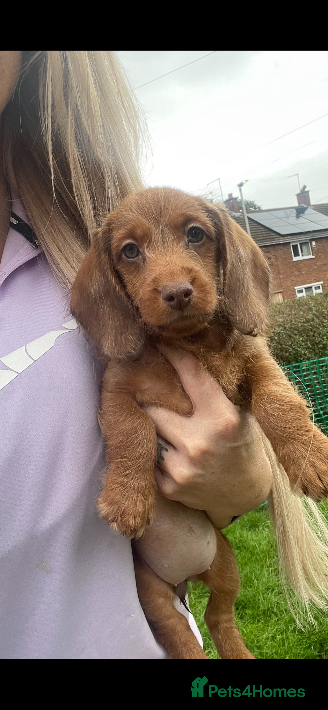 Miniature Dachshund dogs for sale: Long hair miniature female  - Image 15