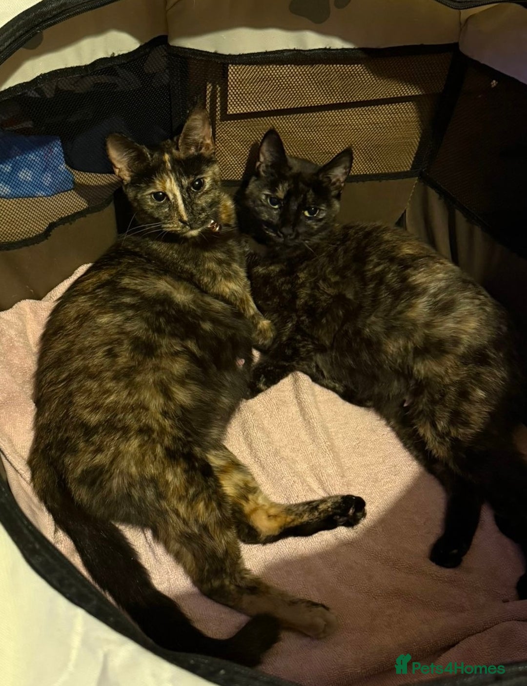 Mixed Breed cats for sale: Kittens for sale  - Image 20