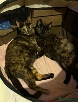 Mixed Breed cats - Advert 16