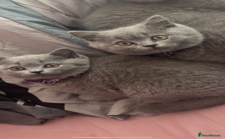 British Shorthair cats - Advert 9