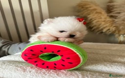 Pomeranian dogs for sale: Outstanding champion bloodline KC reg puppies  - Advert 6