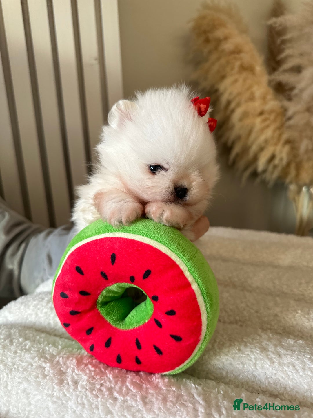 Pomeranian dogs for sale: Outstanding champion bloodline KC reg puppies  - Advert 6