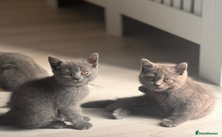 British Shorthair cats - Advert 4