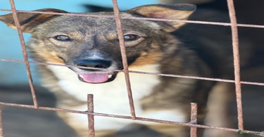 Mixed Breed dogs OLLIE2 - a Lovely young Boy, for a Loving Home - Advert 9