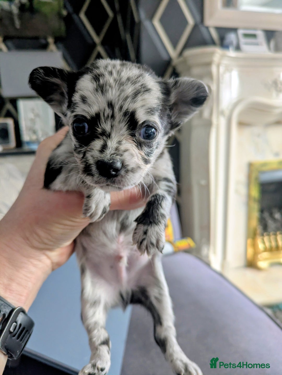 Chihuahua dogs for sale: Merle Chihuahua puppies  - Image 9