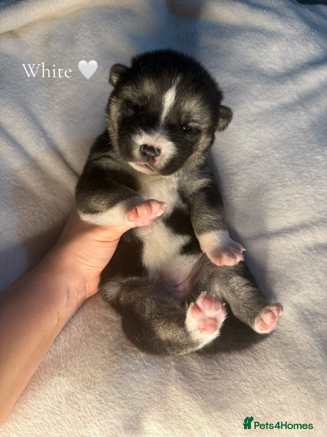 Huskita dogs for sale: READY NOW Huskita Puppies - Advert 26