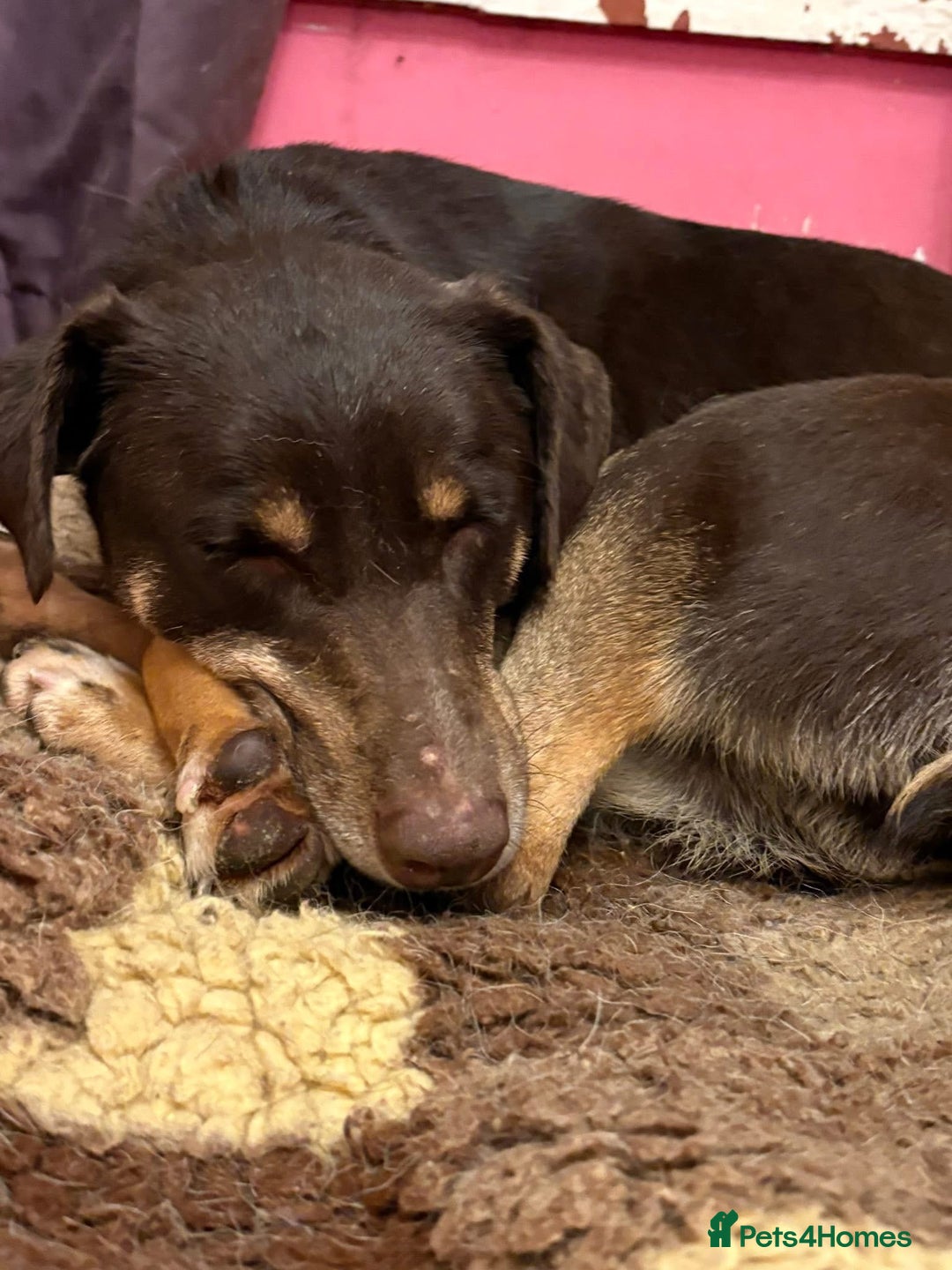 Mixed Breed dogs for adoption: Dobby - Norwich Norfolk  - Advert 12
