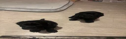 Cocker Spaniel dogs for sale: KC Registered Cocker Spaniel Puppies  - Advert 3