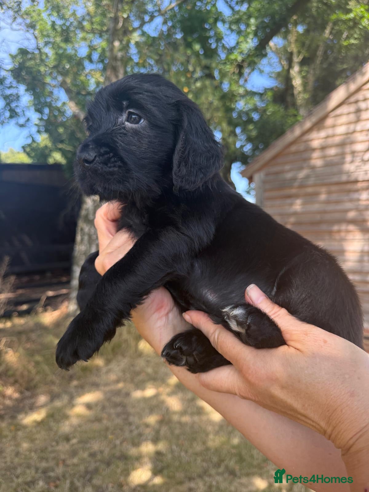 Mixed Breed dogs Spangold Retreiver Pups (Springer/GoldenRetreiver) - Advert 1