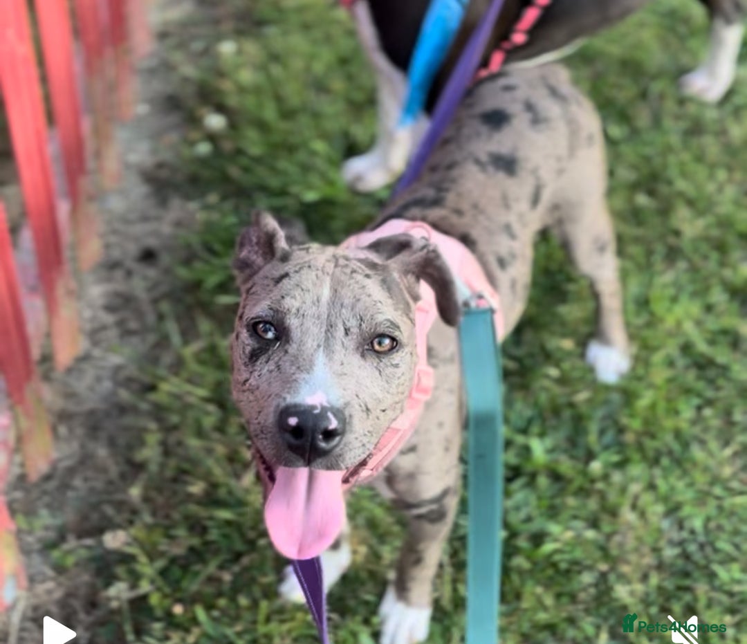 Mixed Breed dogs for sale: Gorgeous staffy cross female in West Molesey - Image 1