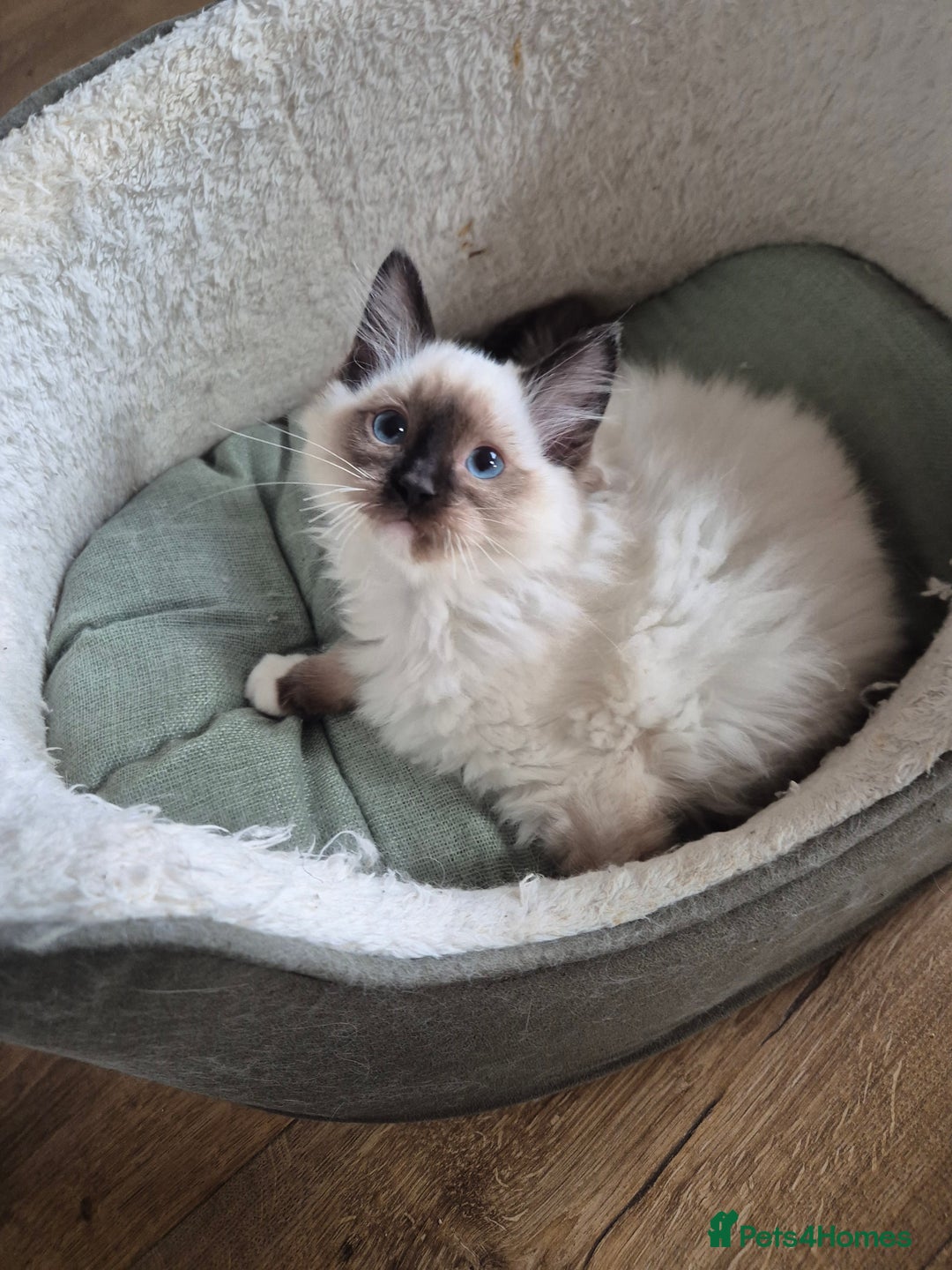 Ragdoll cats for sale: Last Two Blue-Eyed Ragdoll Kittens 💕 - Advert 8