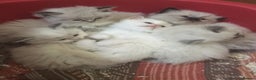 Ragdoll cats for sale: Purebred Ragdoll Kittens HCM PKD  clear - Advert 9