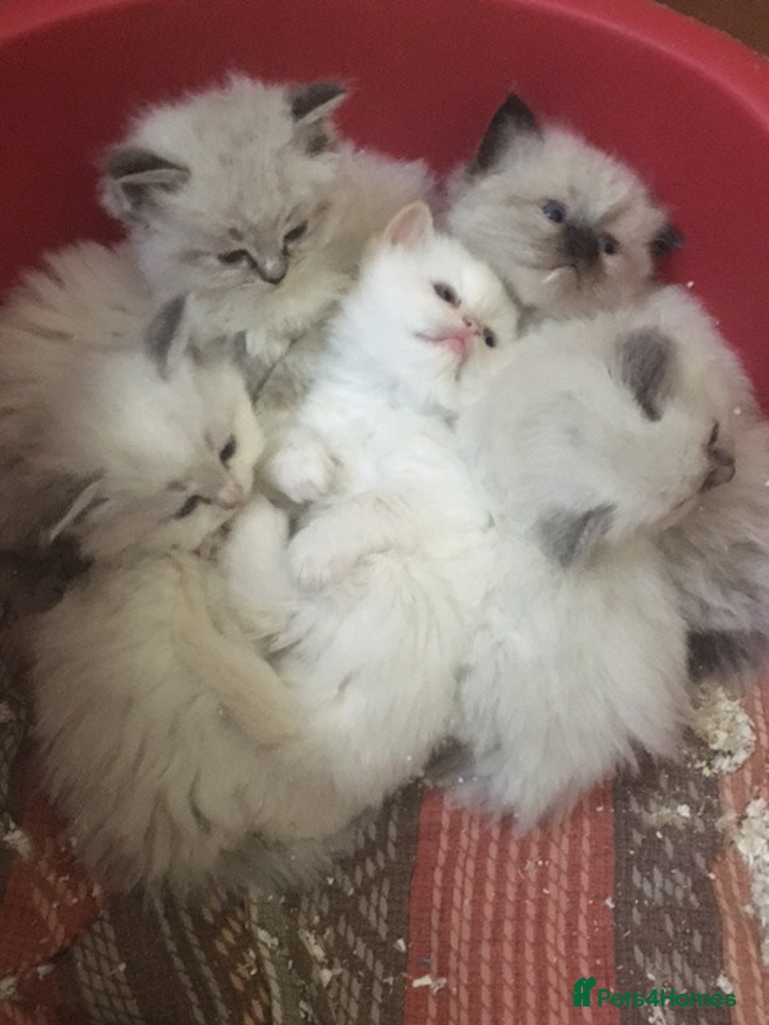 Ragdoll cats for sale: Purebred Ragdoll Kittens HCM PKD  clear - Advert 9