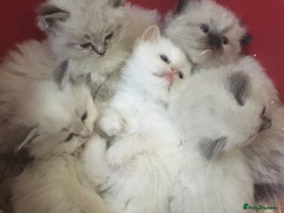 Ragdoll cats Purebred Ragdoll Kittens HCM PKD clear - Advert 3