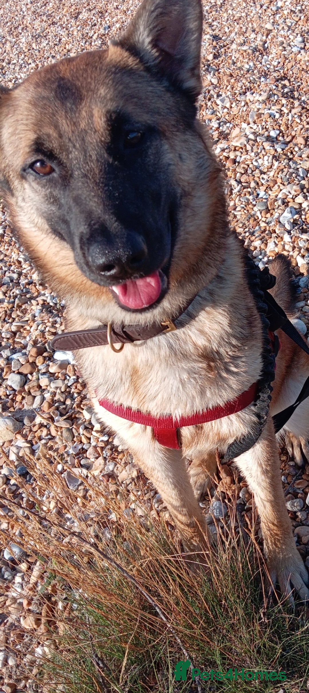 Belgian Shepherd Dog dogs for sale: Belgian malinois puppies  - Image 4