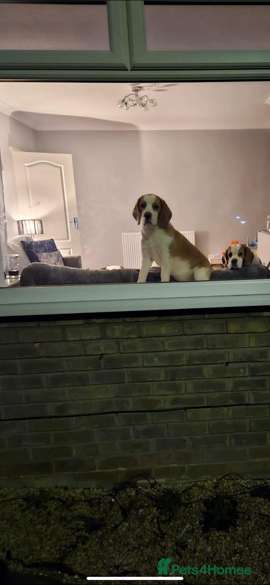 Beagle dogs for stud: White and Tan Beagle for Stud ONLY in Huddersfield - Advert 7