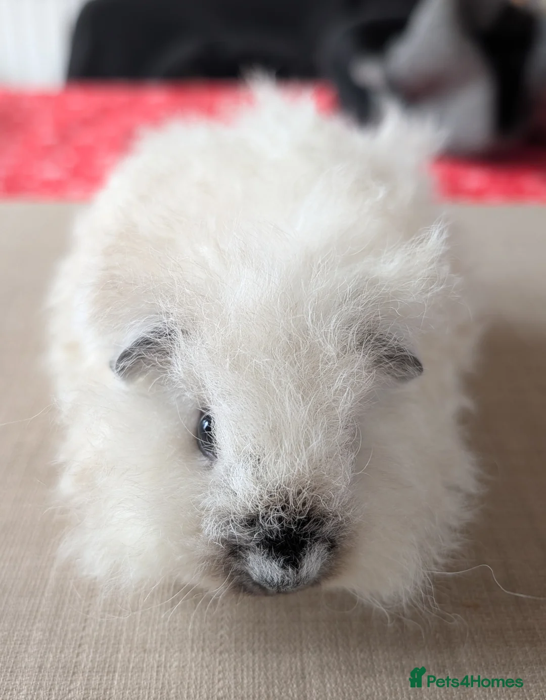 Guinea Pig rodents for sale: Gorgeous brothers looking for their forever home  - Advert 4